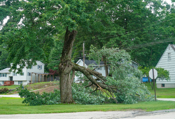 Trusted Richmond West, FL  Tree Services Experts